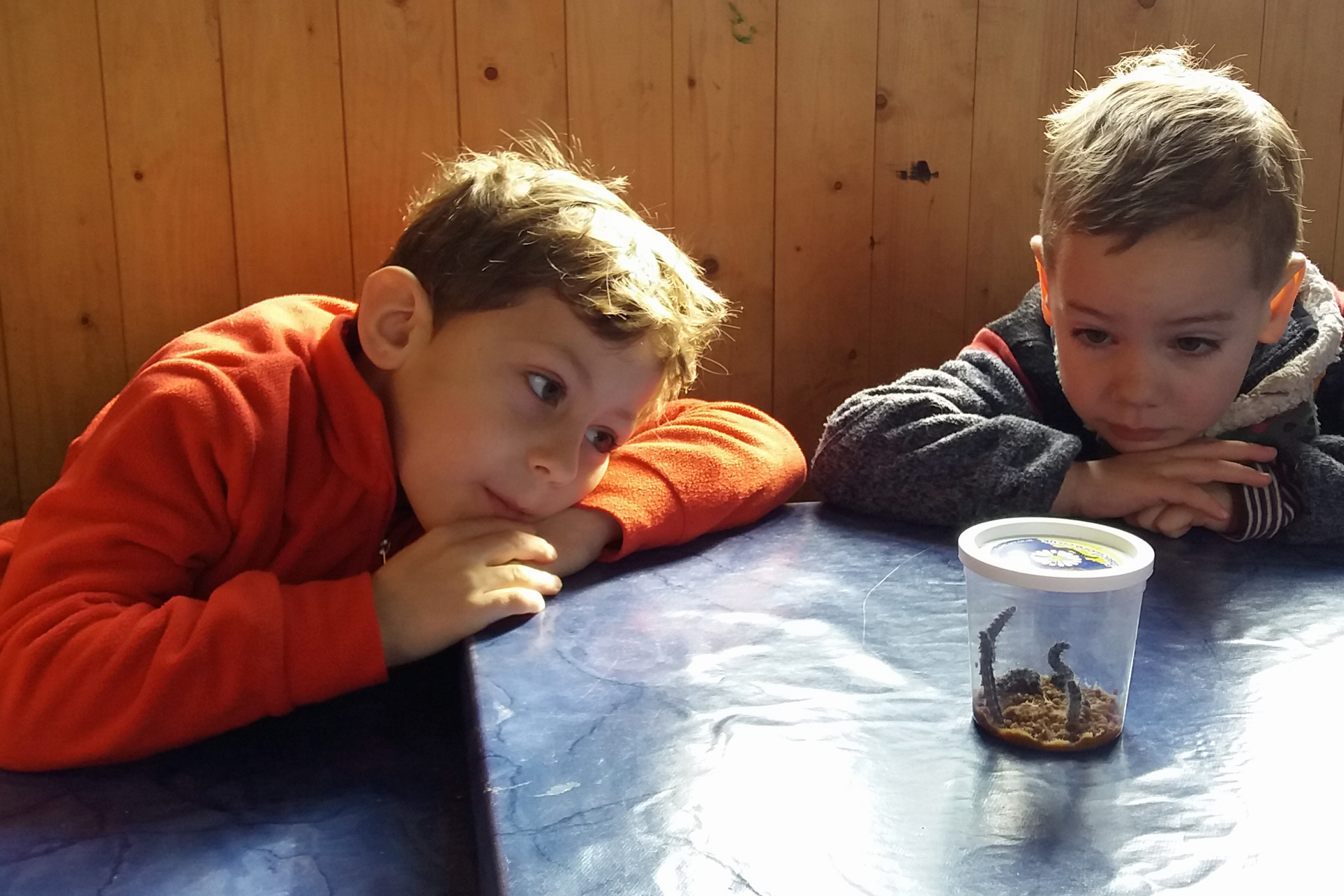 2018_filo-schmetterlingsprojekt (3)